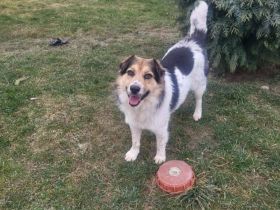 Anhängliche Seele Stina sucht Familie!