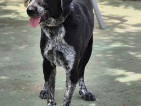 Lala: Groß, gutmütig, souverän