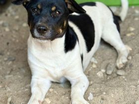 Watson, ein kleiner, quirliger Wicht, sucht ein liebevolles Zuhause