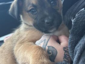 Noch einer von 11 bezaubernden Welpen sucht ein liebevolles Zuhause