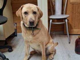 Bella: eine Hundedame mit ganz großem Herz sucht ihr Körbchen