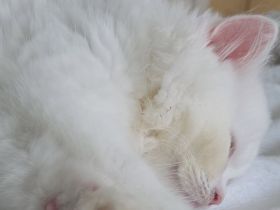 Britisch Kurzhaar Kater – weiß, jung & sehr verspielt