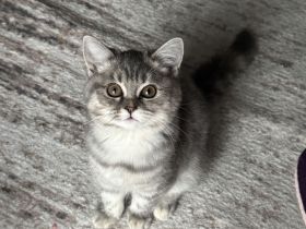 2 süße BKH Kitten zu verkaufen