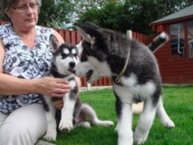 Süße Siberian Husky Welpen