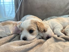 Wunderschöne Cavamalt (Cavalier King Charles Spaniel / Malteser) Babys suchen liebevolles Zuhause