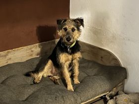 Terrier Mischling Rüde kastriert