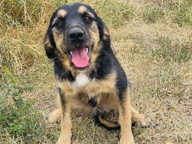 Toller lieber Rüde such ein Zuhause