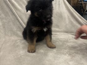 Noch 3 (2w. 1m.) wunderschöne Schäfer-Collie-Mix-Welpen