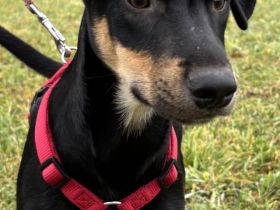 Süßes Hundekind Cai!