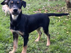 Süßes Hundekind Cai!