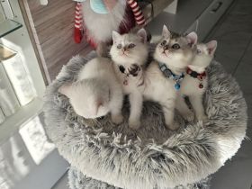 BKH Kätzchen Britisch Kurzhaar Katzenbaby