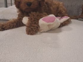 2 Cavapoos Welpen frei