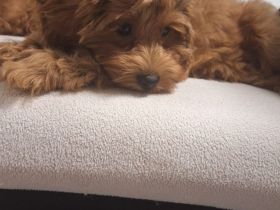 3 Cavapoos Welpen frei