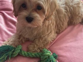 3 maltipoo Welpen
