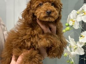 1 zwergpudel welpe Mädchen  frei.