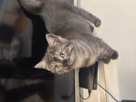 2bkh mix kitten abzugeben