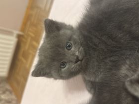 2bkh mix kitten abzugeben