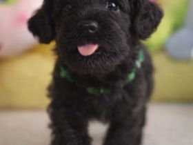 Zwergschnauzer Welpen schwarz mit Papieren