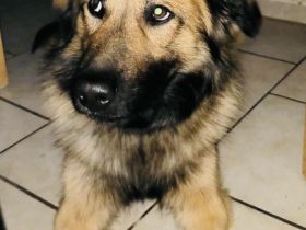 Teddy sucht ein neues Zuhause