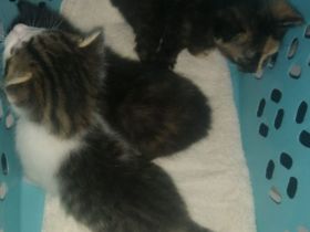 3 Wunderschöne aktive Glücks Kitten suchen ein neues Zuhause!!!