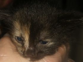 1 Wunderschönes aktives Glücks Kitten mit Katzenmutter suchen ein neues Zuhause!!!