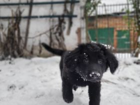 reinrassige Hovawart Welpen mit Ahnentafel