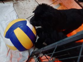 reinrassige Hovawart Welpen mit Ahnentafel