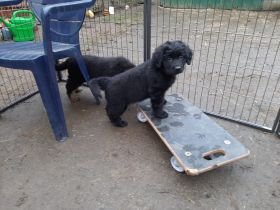 reinrassige Hovawart Welpen mit Ahnentafel