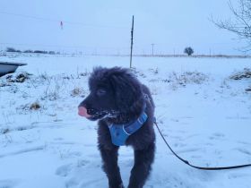 Hovawart Welpe Blacky