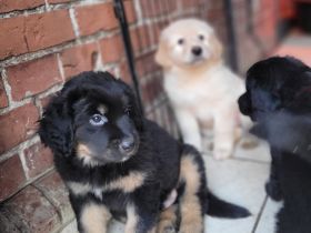 reinrassige Hovawart Welpen mit Ahnentafel