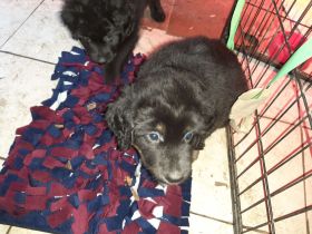 reinrassige Hovawart Welpen mit Ahnentafel