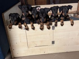 Manchester Terrier Welpen Abgabebereit