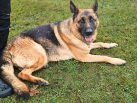 Kiki in 29664 Walsrode sucht ihr Für-immer-Zuhause