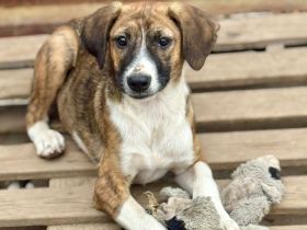 Fly, ein fröhliches Mädchen auf der Suche nach den besten Menschen