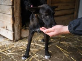 Die charmante Ginny mit den weißen Pfötchen