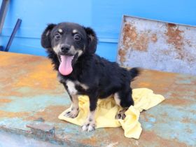 Joy hofft auf ihr neues Zuhause