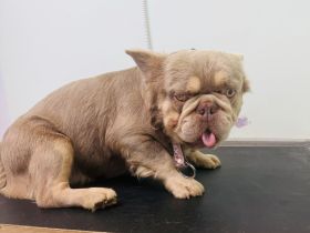 Französische Bulldogge Donny