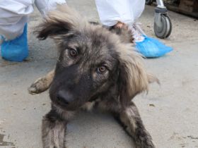 Sora - Kleine Kämpferin mit großem Herz