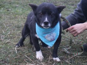 Treuer Begleiter Fynn sucht seine Familie