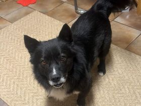 Treuer Begleiter Fynn sucht seine Familie