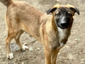 Bootsmann, freundlich, lebhaft, Menschen bezogen auf PS in 56154 Boppard