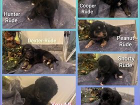 🐾 Australian Shepherd x Husky Mischlingswelpen – geboren am 28.10.2025 🐾