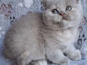 BKH Kätzchen aus Vereinszucht mit Stammbaum