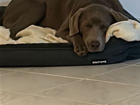 Labrador Retriever, 6 Monate