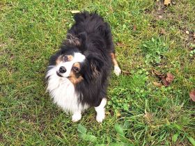 Toy Miniature Australian Shepherd Deckrüde Import