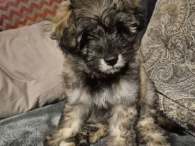 Doodle Toypudel und Pomsky Abgabebereit