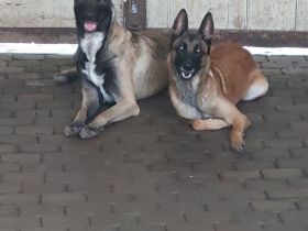 Malinois Welpen