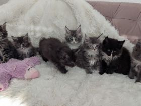 Maine Coon Kitten, Typvoll und Reinrassig