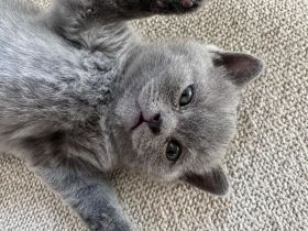 Kitten British Shorthair Kater, 4 Monate alt, Reinrassiger – sanft, ruhig und familienfreundlich