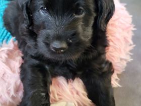 Labradoodel F1 in schwarz mit Abstammungsnachweis